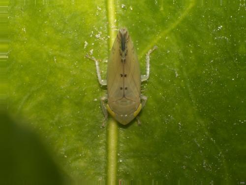 Réf. 275 691 : Synophropsis lauri